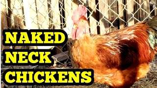 Our Romanian Chickens- Gât Golaş din Transilvania, Rhode Island Red Turken Chickens