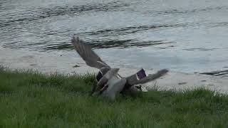 This crow indirectly starts a fight between mallard ducks
