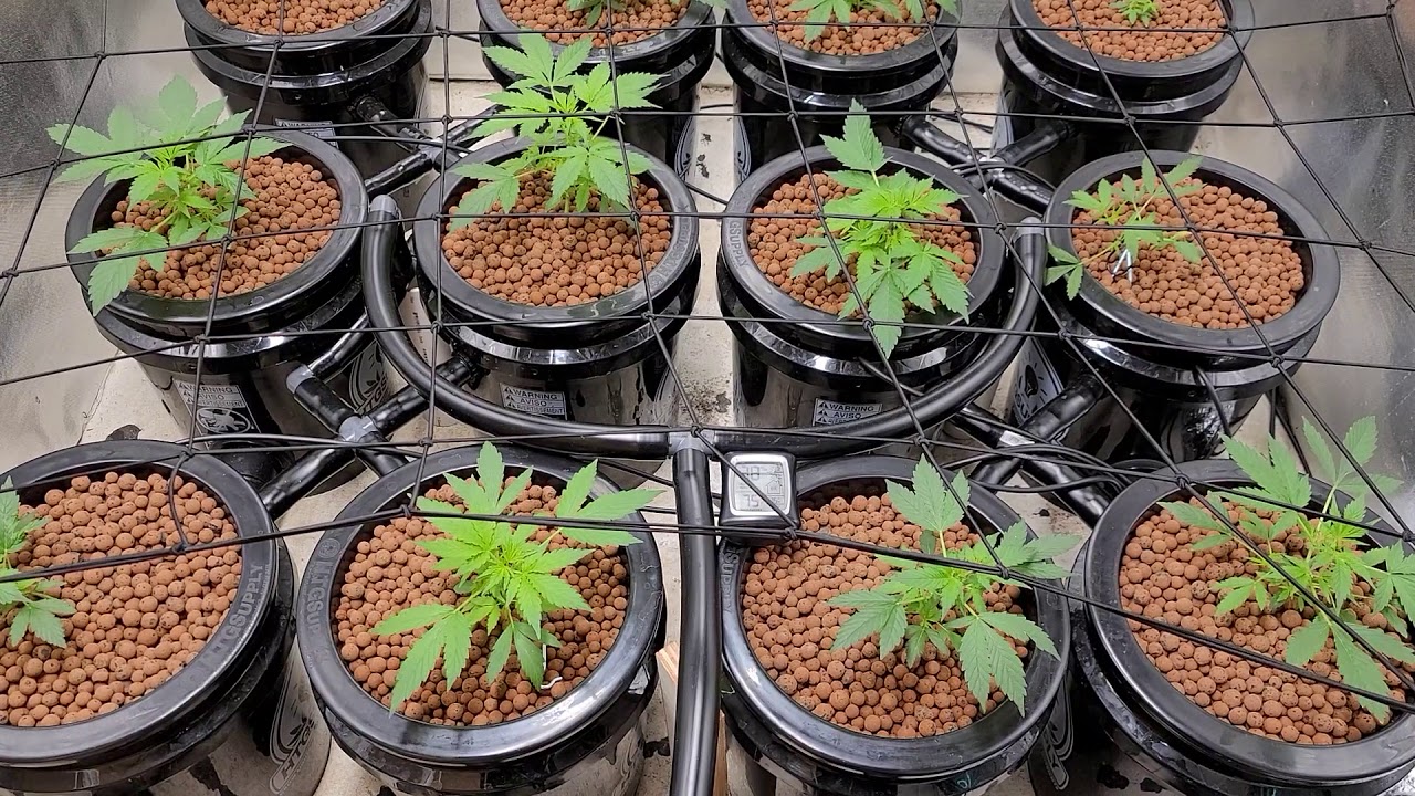 RDWC Grow Room UPdate! Water💧Change Day🧪Advanced Nutrients Agro Maxx PRIME600W LED💡