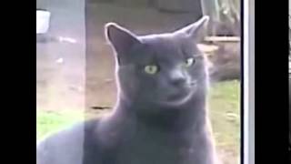 СМЕШНЫЕ ВИДЕО Говорящие ЖИВОТНЫЕ СМЕШНЫЕ ВИДЕО Говорящие ЖИВОТНЫЕ