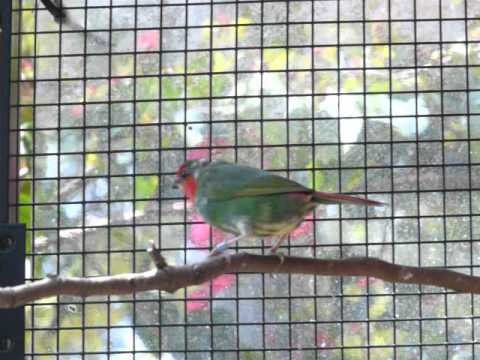 Red Faced Parrot Finch - Cock or Hen? 