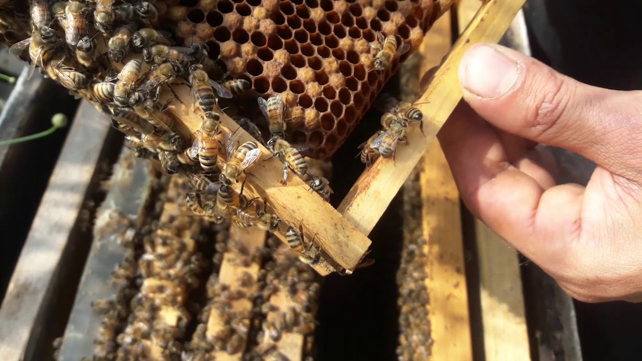 الدرس 65:: كيف تميز بين الملكة الجيدة والممتازة وبين الرديئة وآلية العمل مع الرديئة منها