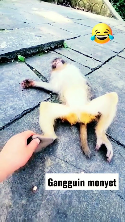 Monyet #monyetlucu #monyet #monyetviral #shorts #shortvideo #dikerjain