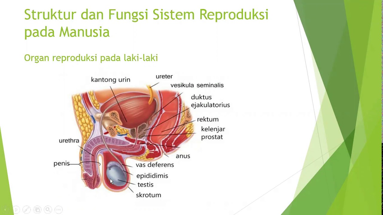  SISTEM REPRODUKSI PADA MANUSIA  YouTube