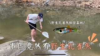 新竹市區附近抓野生孔雀魚|| 不用錢的孔雀魚隨便撈|| 野採孔雀魚 vlog  || 魚缸添加新成員 || 野生孔雀魚秘密基地|| 2023/04/29