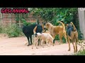 dog and girl mating first time successfully donkey mating video