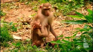 Wow, New abandoned baby monkey Angela is so jealous baby Rainbow getting milk from mom Libby.