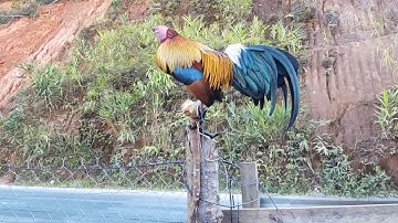 coj nej los saib kuv cov qaib dib thiab qaib qus nawb