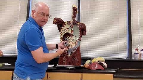 Professor Long - 2401 Lab 1, Organs and Serous Membranes