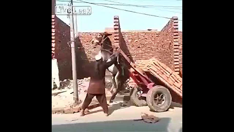 Тележка перевешивает осла при разгрузки