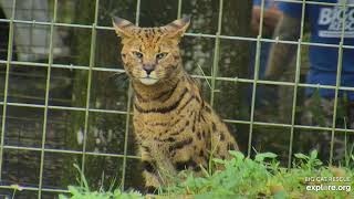 Handsome Beacher Savannah cat at Big Cat Rescue.