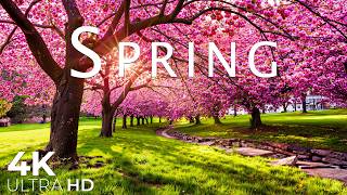 Spring Flowers 4K - March 2026 🌸 Endless Tulip Fields, Sakura Valleys & Bright Morning Landscapes screenshot 3