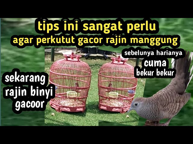 Rawatan burung perkutut biar gacor rajin bunyi manggung class=