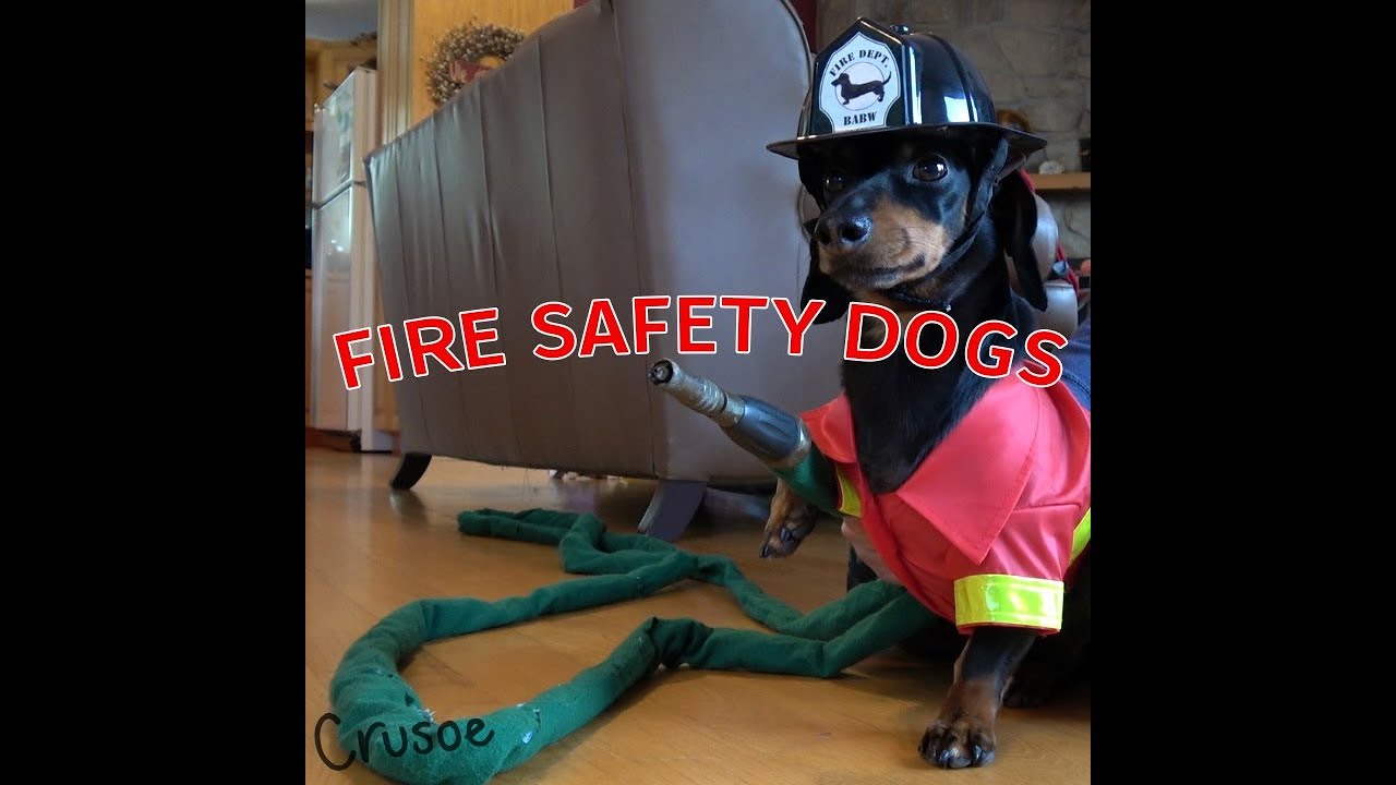 Crusoe & Oakley Dachshund Fire Safety Dogs YouTube