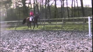 4yo gelding flatwork 16 2hh