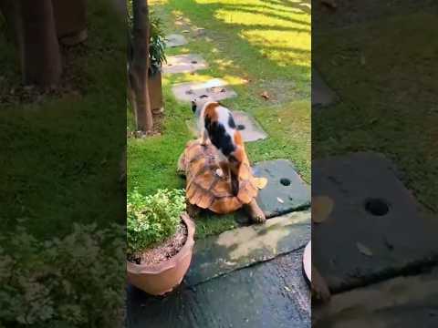 Кот прямо на черепахе! #животные #природа #смешно #коты #питомцы