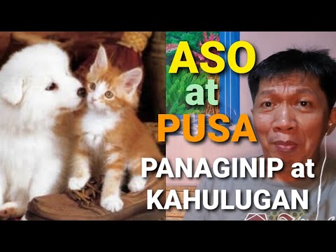 Video: Paano Mabibigyang Kahulugan Ang Mga Pangarap Tungkol Sa Mga Pusa