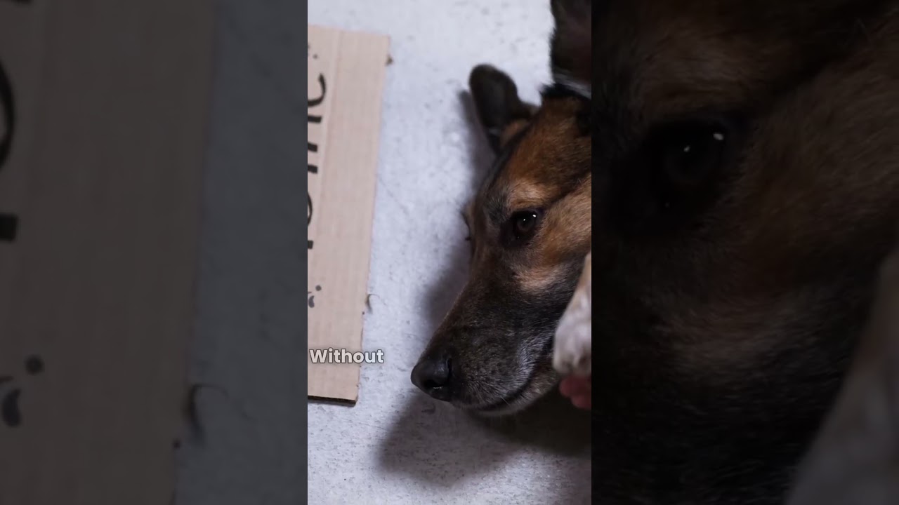 The Stray Who Waited ❤️ | A Heart-Touching Dog Rescue Story from Kenya | Kenya Pet Tales