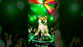 Download Lagu shiba djing #dj #remix #pitbull #music MP3