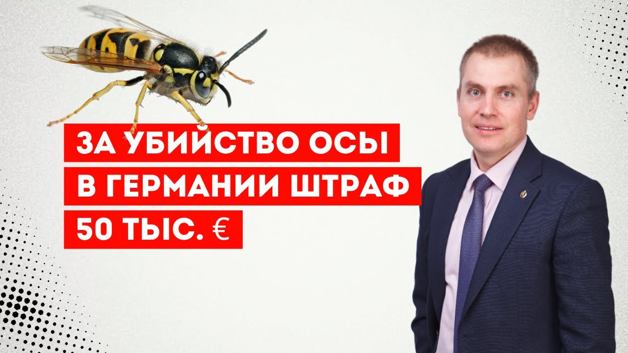 За убийство осы в Германии штраф 50 тыс.  евро