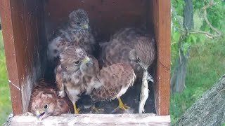 Common Kestrels | Kestrels dad brings lizards in lunch | June 30, 2024