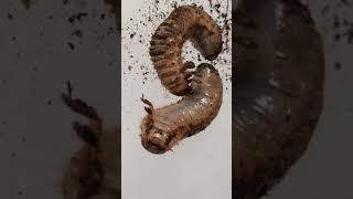 Ugly Grubs