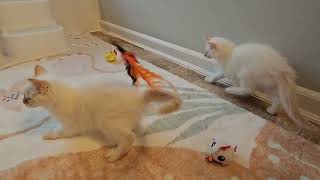 Provenance Red Point Balinese male and female kittens