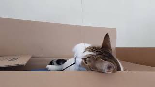 Cat Plays In Box