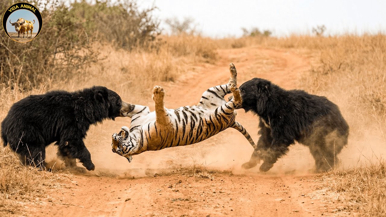 El Enfrentamiento Inesperado entre Osos Perezosos y un Tigre – Lecciones de Supervivencia