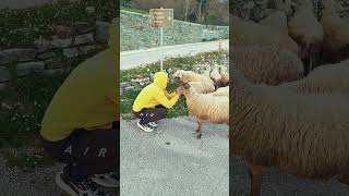 Παναγιώτης Vs Μαϊμού Μια Μάχη Χωρίς Τέλος