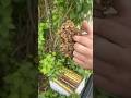 The birds and the bees. How a beehive, naturally reproduces and capturing a swarm #HandsomeOrHandy