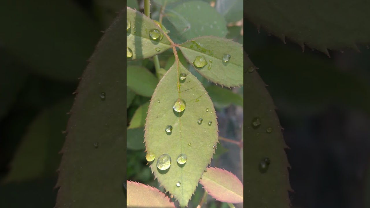 flowers editing video color changing video 