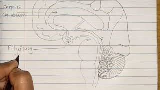 how to draw Sagital Section of Human Brain in simple steps Biology Diagrams Exam Guide 2020