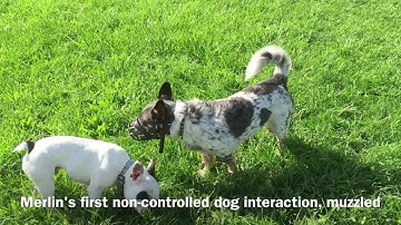 Dog aggressive and human aggressive behavior modification board and train, Fenton, MI