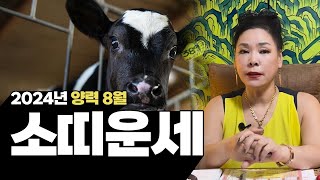 2024년 갑진년 양력 8월 소띠 운세 | 97년생 85년생 73년생 61년생
