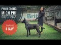 Kèo Thơm - Miễn Phí Phối Giống Malinois Duron (VKA) cho Anh Em.../ NhamTuatTV - Dog in Vietnam