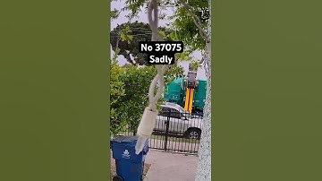 amrep asl la San on trash but new amrep😔😔