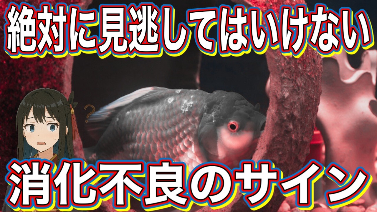 How to keep goldfish] Know this and you'll be at ease! A manual