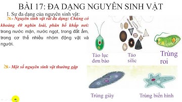 Bài 17: ĐA DẠNG NGUYÊN SINH VẬT - KHTN 6 - SÁCH CÁNH DIỀU