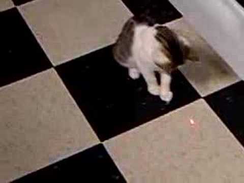Puppy the Cat Plays With Laser Pointer
