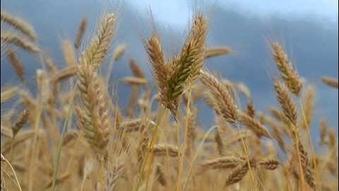 مصحف الشيخ عبد الله بن محمد المطرود سورة AlAhqaf_الأحقاف