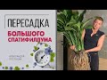 Пересадка с выездом цветочника на дом. Пересадить большой спатифиллум - не легко, но можно.