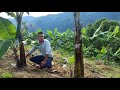 DISTANCIA DE SIEMBRA DE CULTIVO DE PLATANO, BANANO, ASOCIADO CON CAFE