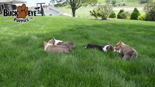 Adorable Welsh Corgi Puppies