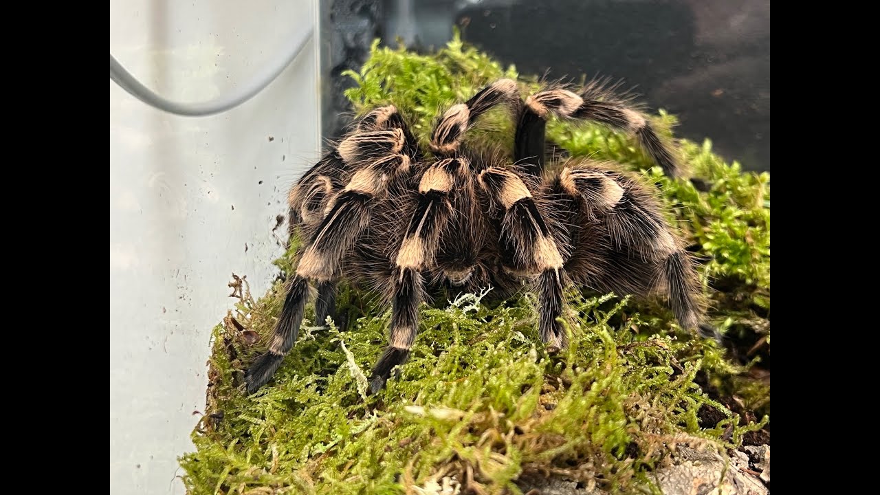 Acanthoscurria geniculata, Brazilian whiteknee tarantula rehouse and care