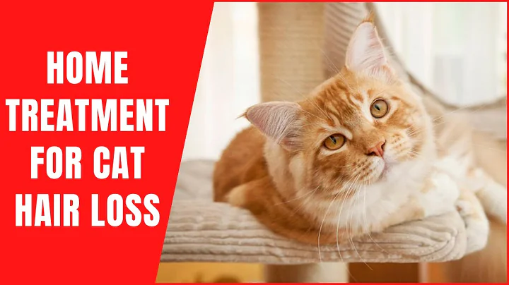 Home Treatment For Cat Hair Loss😿How to Quickly Stop Cat's Hair Fall