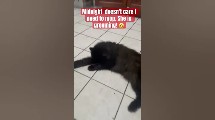 Video 6660391: catlover grooming, cat grooming funny