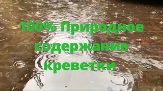 Природное содержание креветки Макробрахиум Розенберга