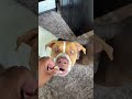 Manage your dogs stress 🤍🐶 Kradle My Pet #kradle #tiktokshop #ad
