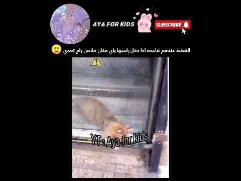 القطط عندهم قاعده اذا دخل راسها باي مكان خلاص راح تعدي    